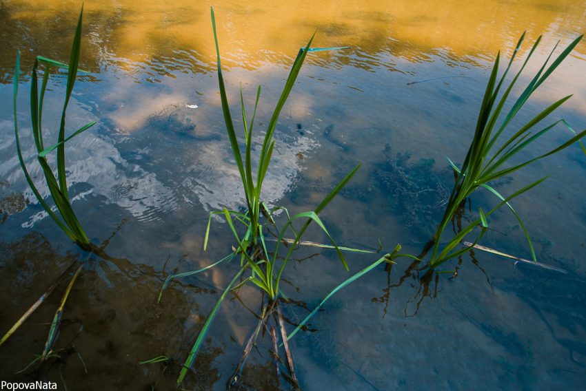 На охрану водных ресурсов в Астраханской области направят 500 миллионов рублей