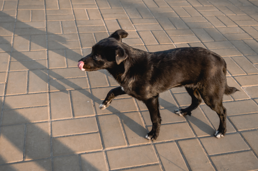 В Астраханской области полицейские спасли щенка 