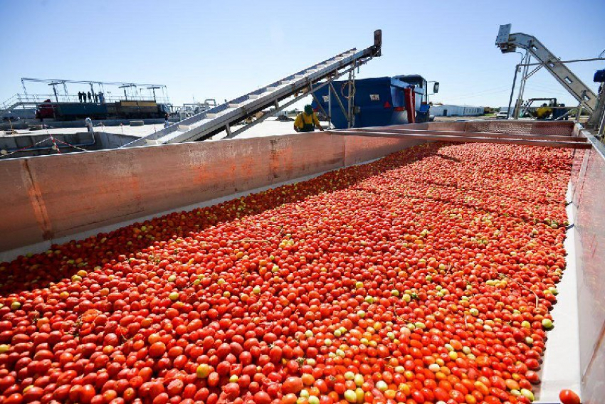 В Астраханской области планируют собрать первый декабрьский урожай томатов 