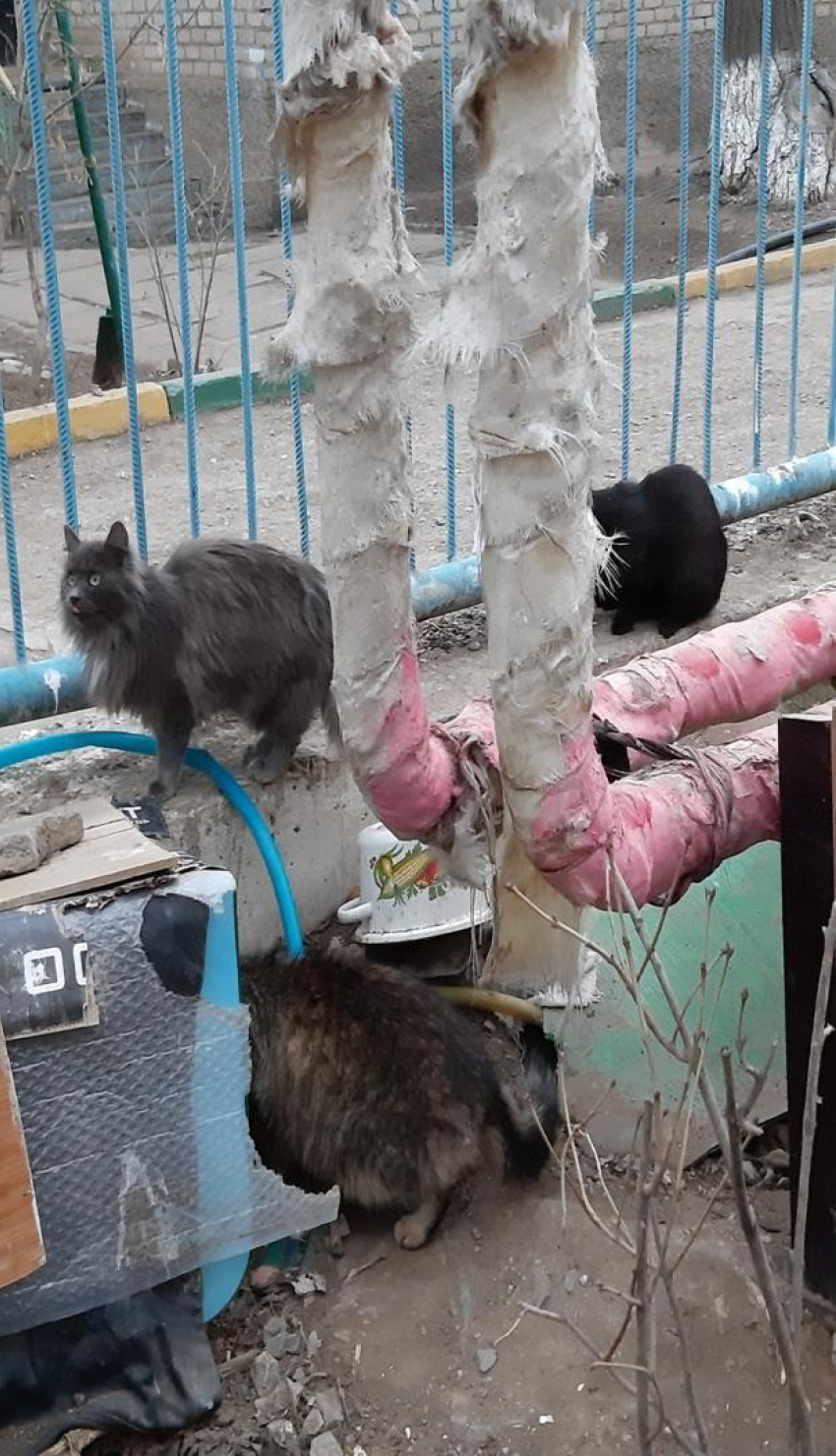 В Астрахани 12 кошек оказались на улице после смерти своей хозяйки