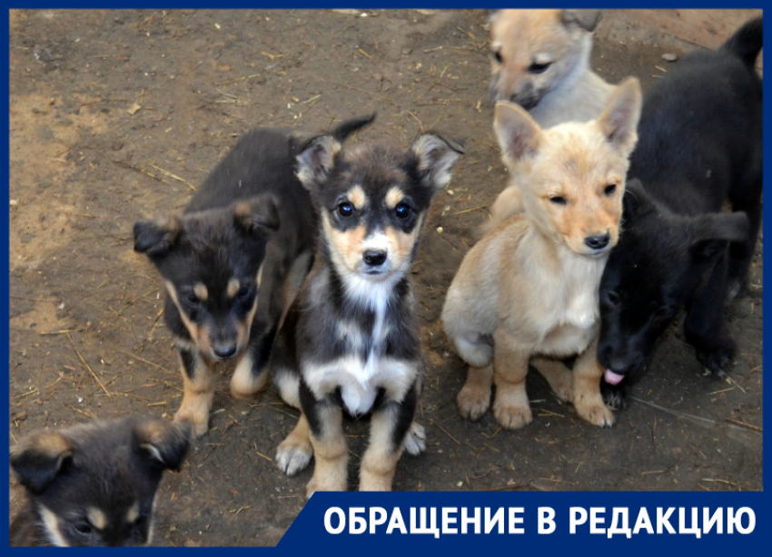 Откуда берутся стаи собак в микрорайоне Бабаевского
