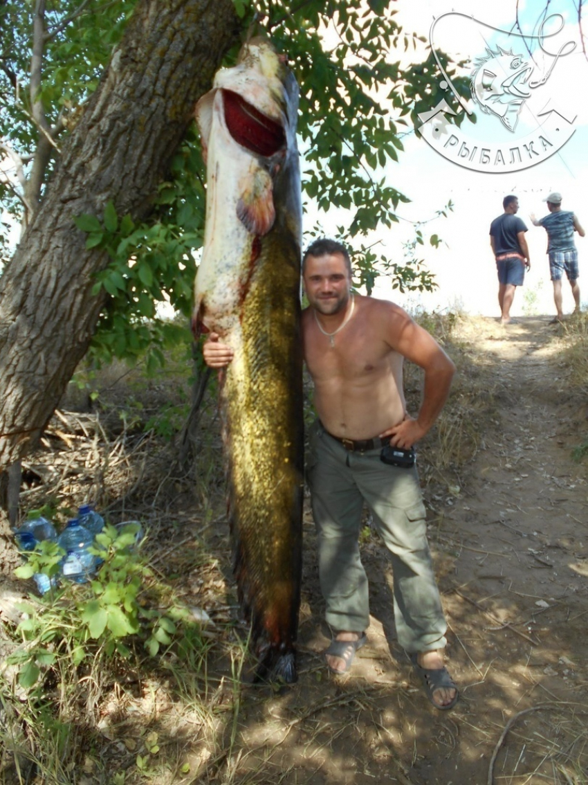 Гигантская рыба-хищник поймана в Астраханской области 