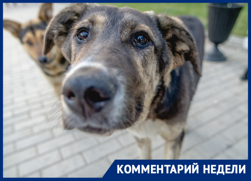 "Собака-то не виновата": астраханец подал иск в 1 миллиард рублей к городской администрации 