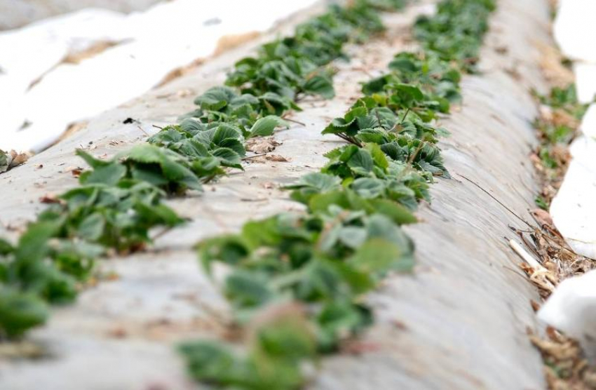 Фермеры открыли под Астраханью больше 20 новых КФХ