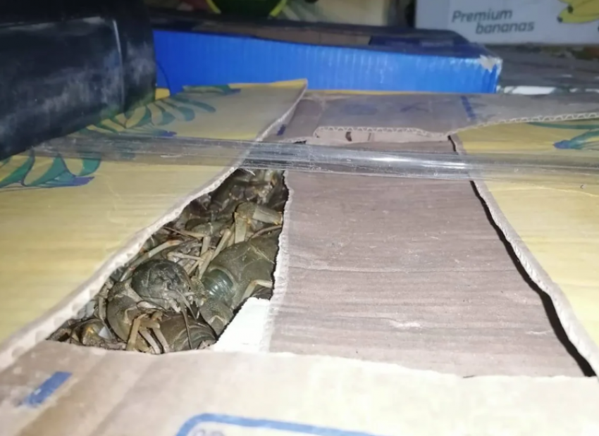 Астраханец согласился перевезти 214 килограммов раков за 10 тысяч рублей