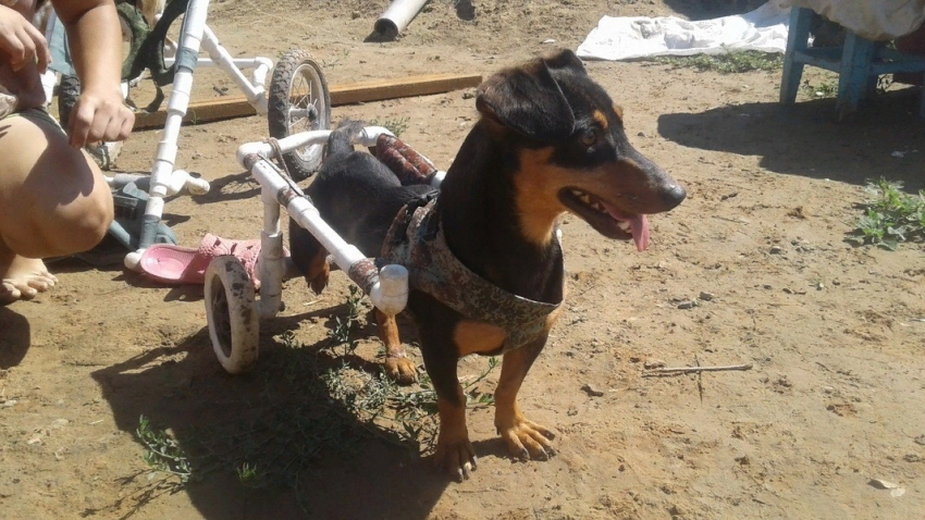 Инвалидная коляска для собаки — это правда. Астраханец придумал незатейливую конструкцию