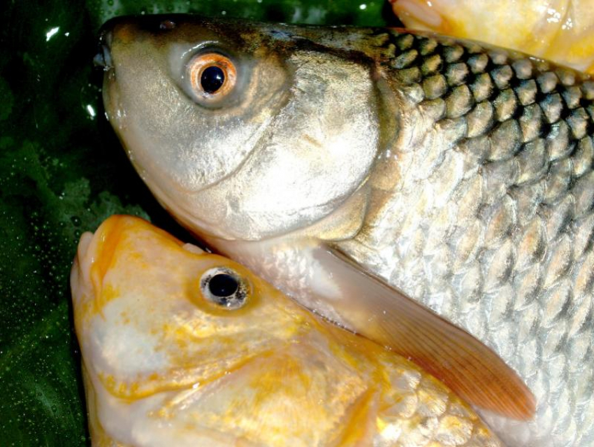 Астраханцы купили на сельхозярмарке 35 тонн рыбы за один день