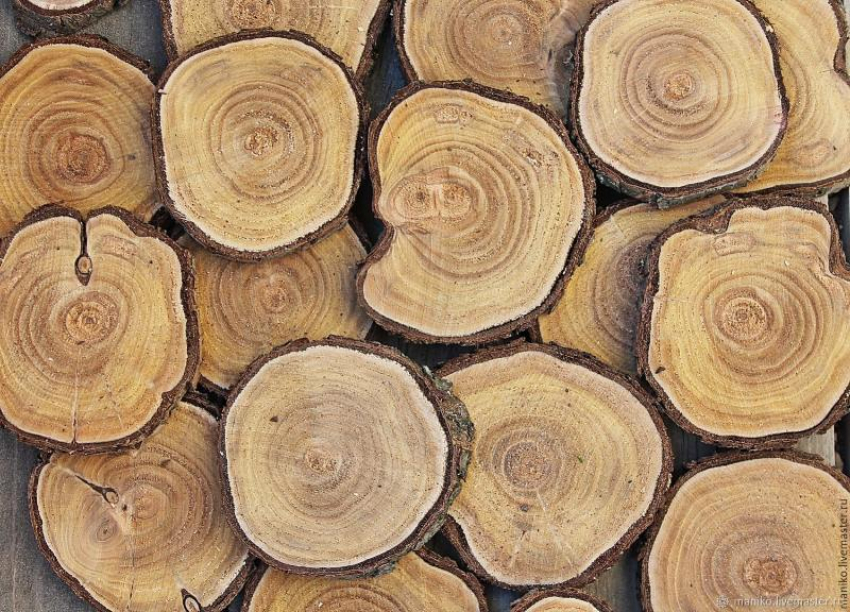 Астраханец получил условный срок за незаконный спил 161 дерева в Енотаевском районе