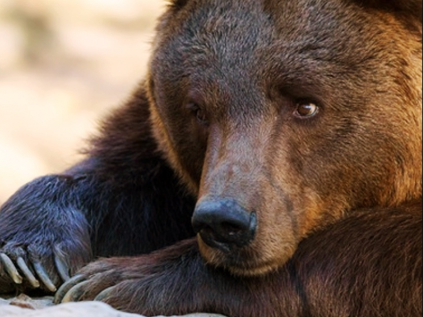 В астраханском зоопарке медведь вышел погулять из вольера