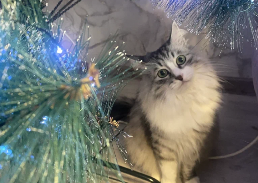 Астраханцы будут отдыхать на Новый год 12 дней