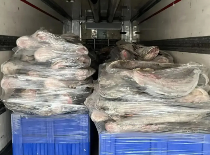 Под Астраханью незаконно реализовали 116 тонн немаркированной рыбы