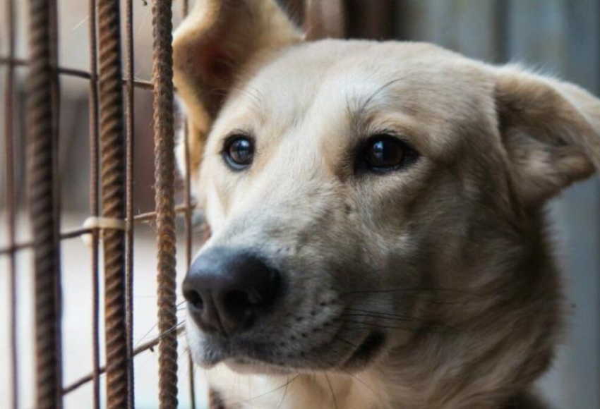 У собак из астраханского «Экоприюта» выявили смертельные заболевания