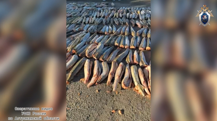 Огромную партию очень редкой рыбы перевозили в другой регион для продажи