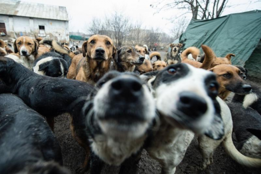 В Астраханской области подсчитали количество бездомных собак