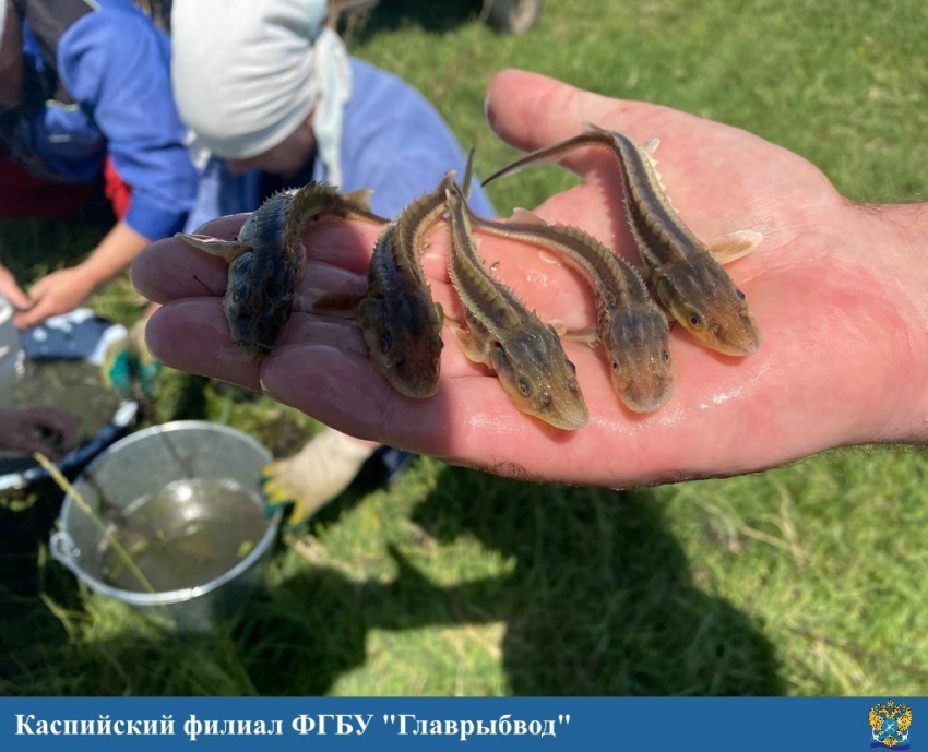 Потомство вымирающей рыбы-хищницы выпустили в Астраханской области