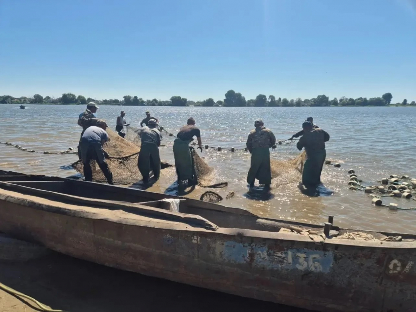 В Астраханской области поймали редких рыб, чтобы они дали потомство для разведения