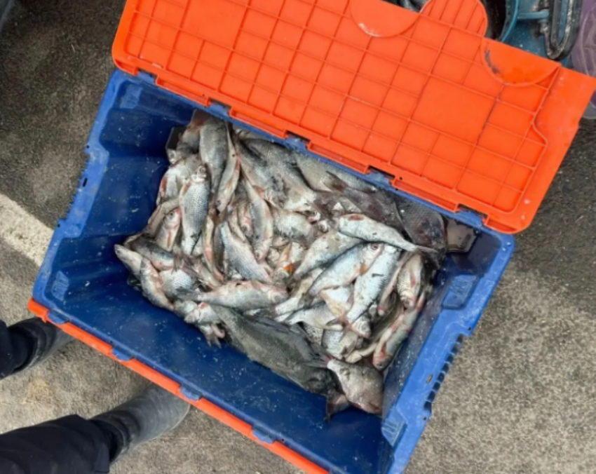 Астраханская полиция сообщила о первых фактах незаконного оборота рыбы