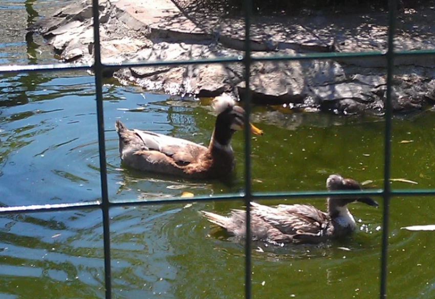 В Астраханской области приближается сезон охоты