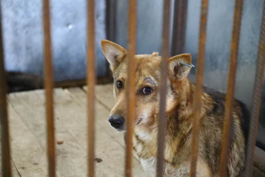 Ещё один приют на 300 мест для собак появится в Астрахани 