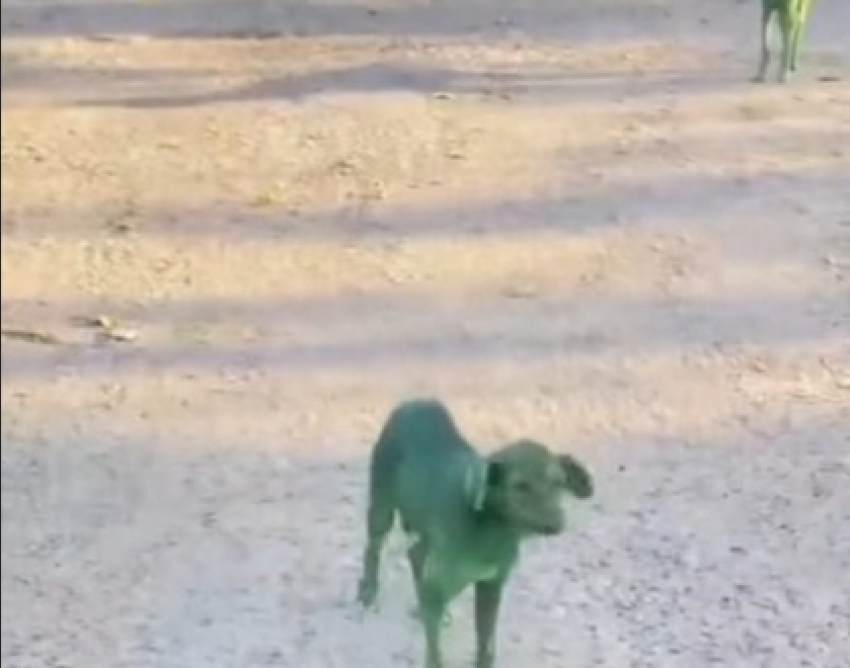 Астраханцы рассказали о встрече с зелёными собаками 