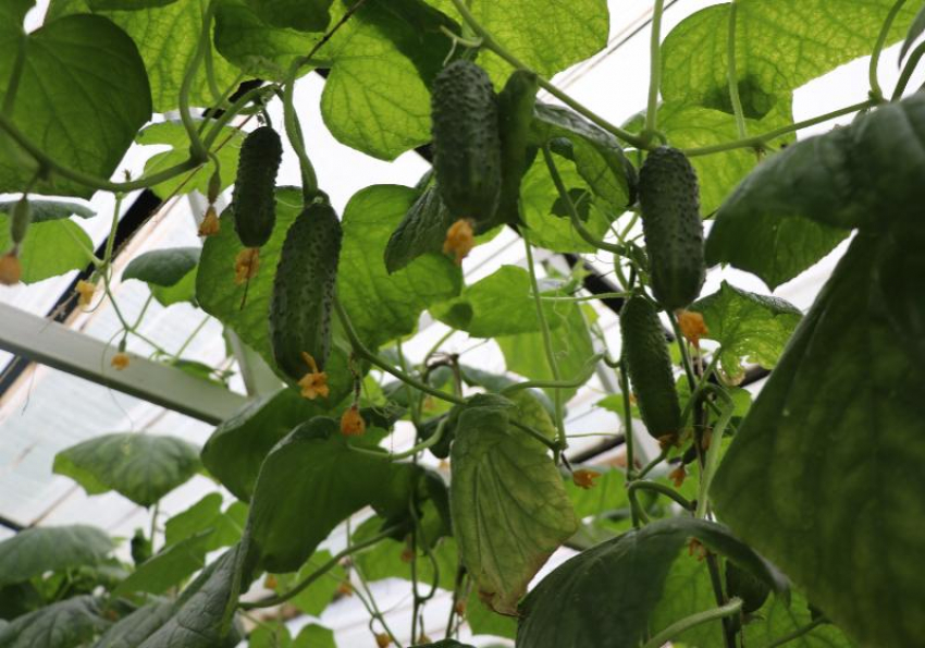 В астраханской исправительной колонии созрели голландские огурцы