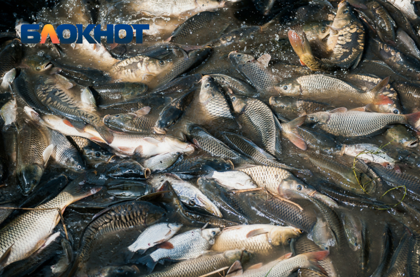 Астраханцы хотят подать в суд на федеральную службу за массовую гибель рыбы
