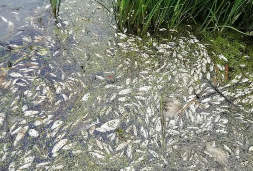В Астраханской области из-за перекрытия канала погибло более 55 000 экземпляров рыбы