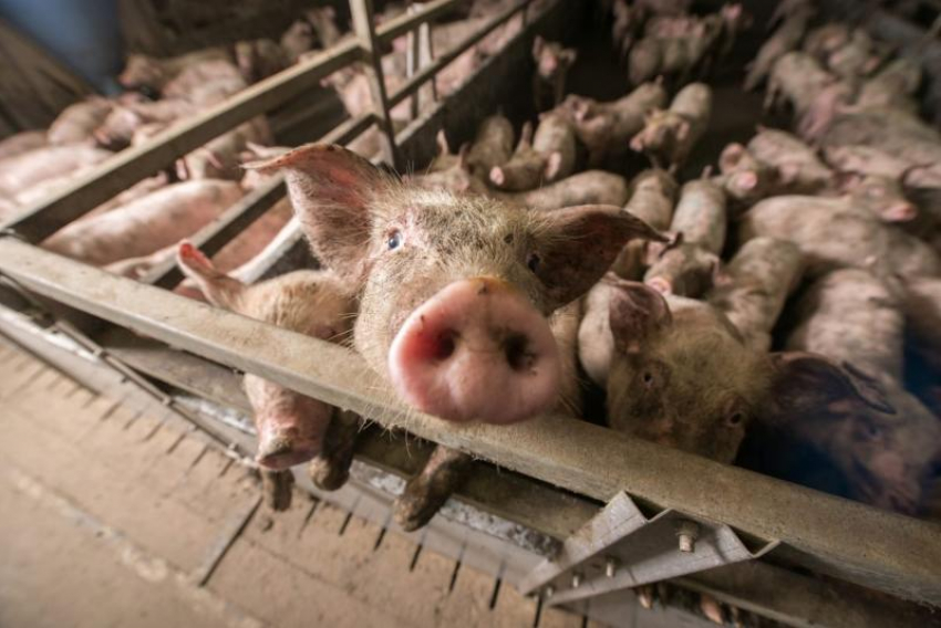В Ахтубинске Астраханской области выявлен очаг африканской чумы свиней