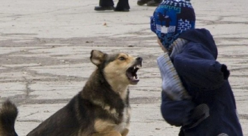 Петицию за усыпление агрессивных собак подписали 8700 астраханцев
