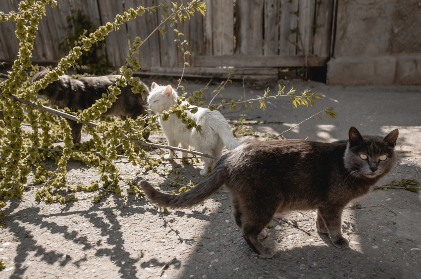 В Астрахани котята застряли в обшивке здания магазина