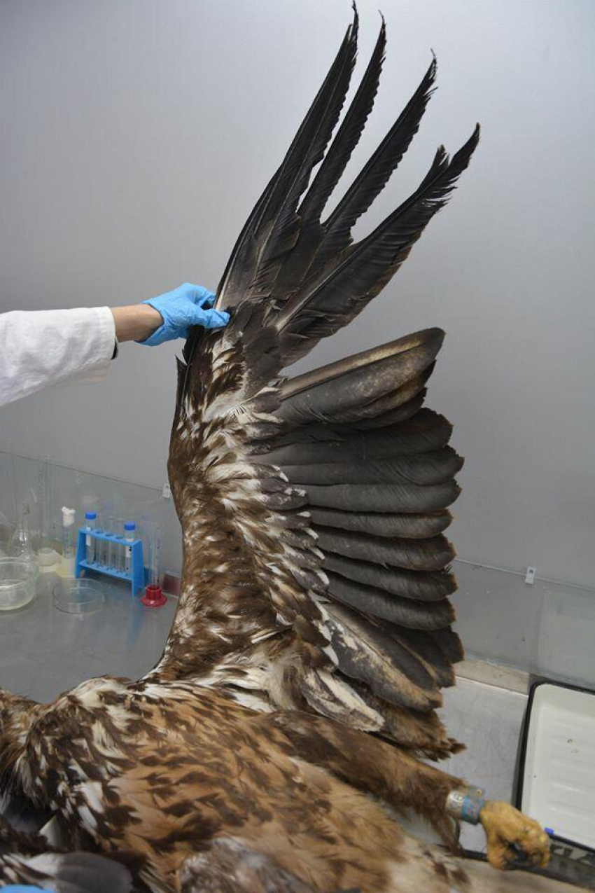 В Астраханской области погибла редкая птица