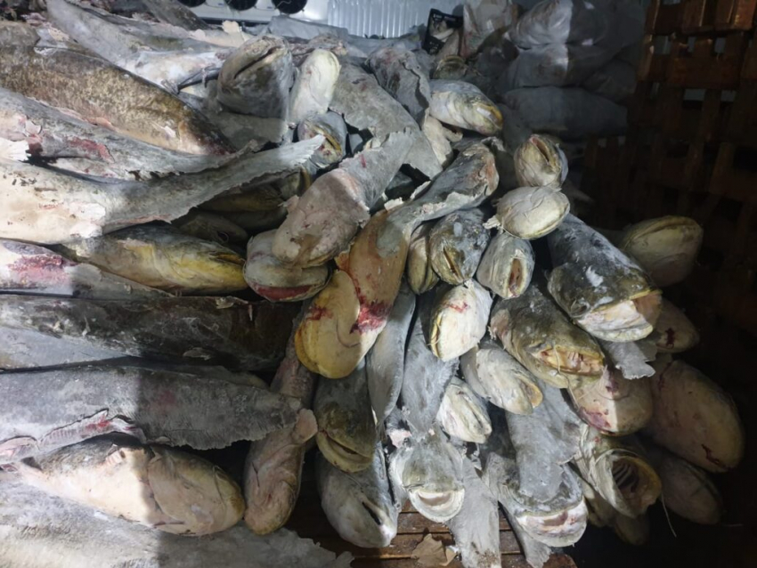 В Астраханской области изъяли запрещенную рыбу