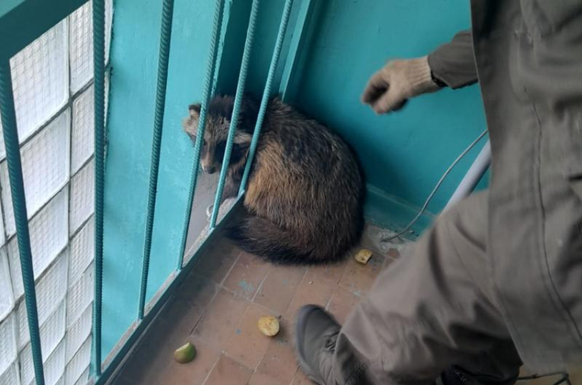 В Астраханской области енотовидная собака застряла в окне жилого дома