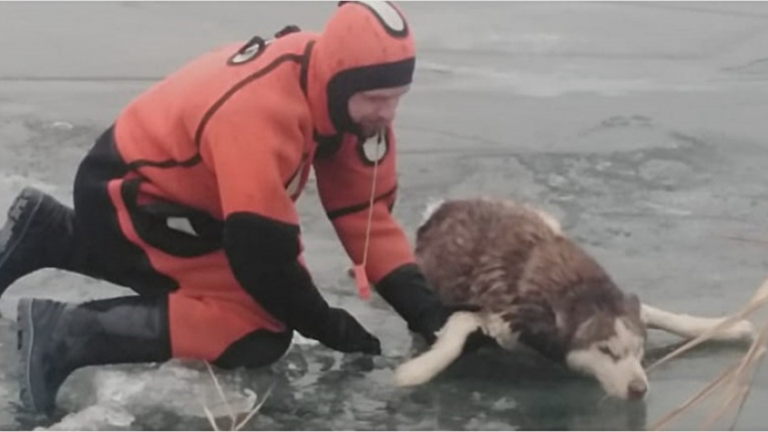Астраханские спасатели извлекли из ледяной воды тонущую собаку