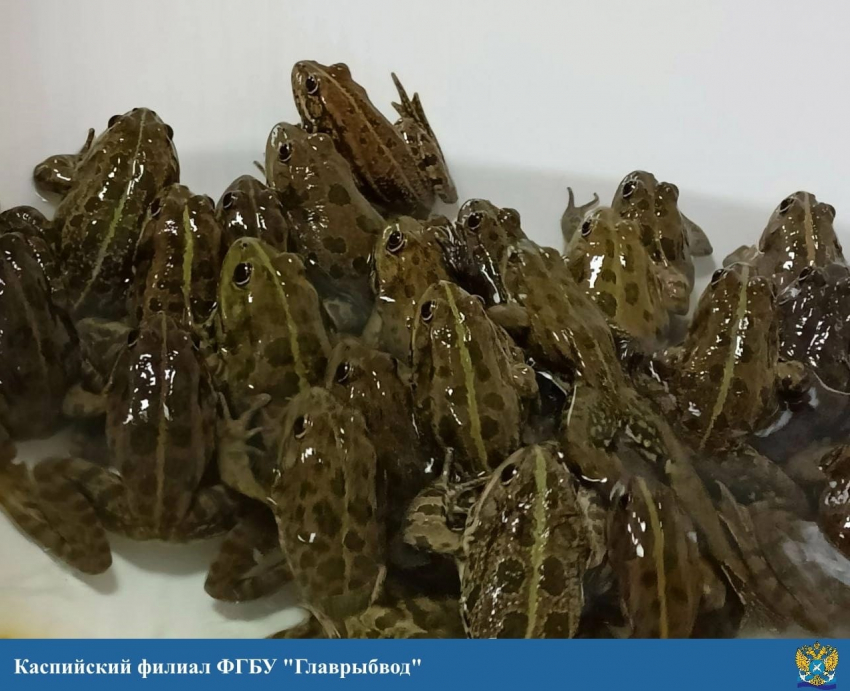 Лягушек, которые участвовали в опыте с рыбами, выпустили под Астраханью