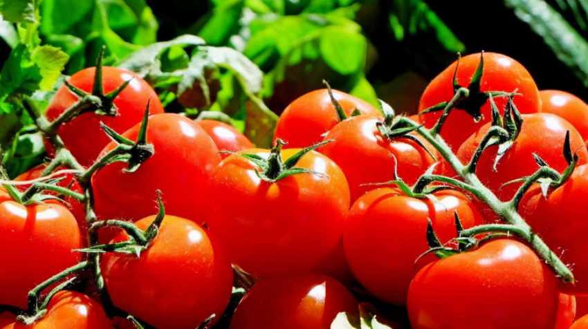 Красные, розовые, желтые и даже черные – в Астраханской области выращивают самые вкусные томаты