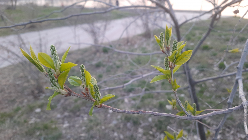 В Астраханской области ожидают заморозки