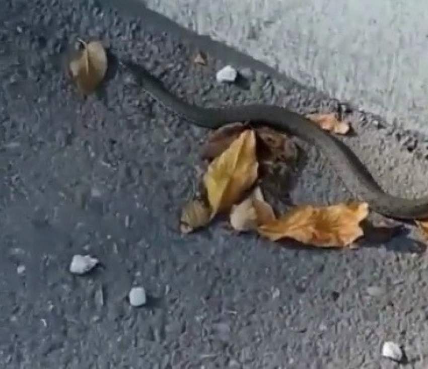 Что за змеи выползли на астраханские улицы