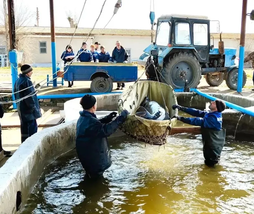 В Астраханской области начали доить очень ценных рыб