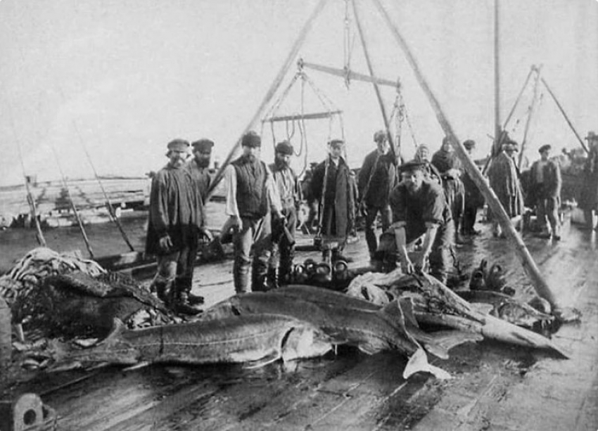 Астраханская рыбопромышленность сегодня и 100 лет назад