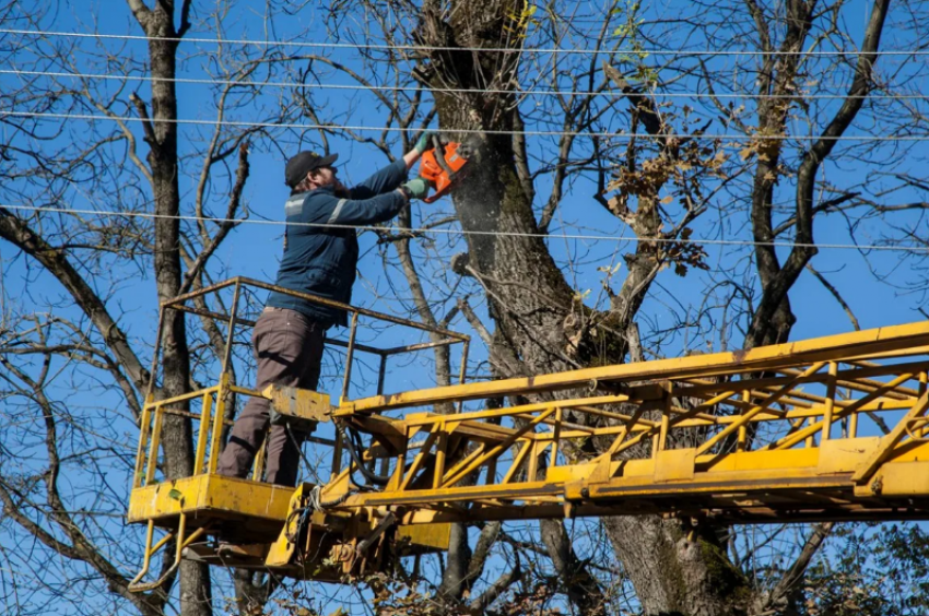 Астраханское управление по коммунальному хозяйству обязали опилить деревья у подведомственных ПКФ «Надежда» домов