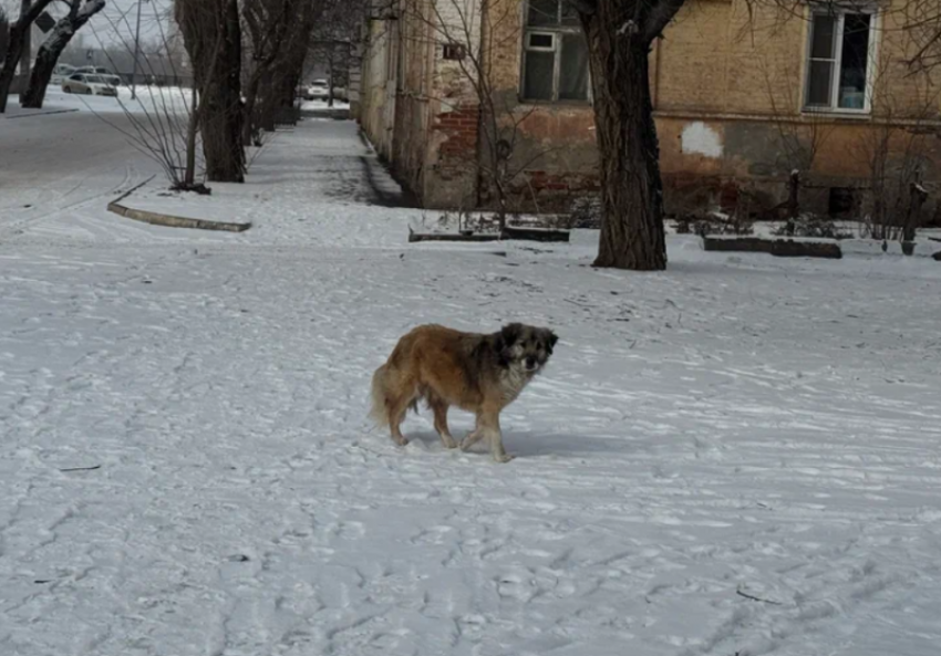 Глава СКР поручил возбудить дело о нападении собаки на ребенка в Астрахани