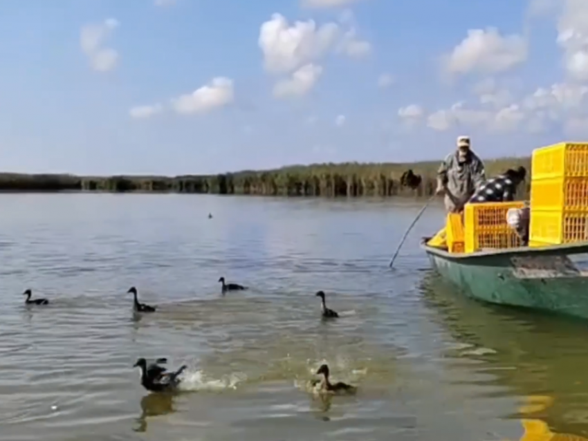 Фауну Астраханской области обогатили выпуском на волю уток-крякв
