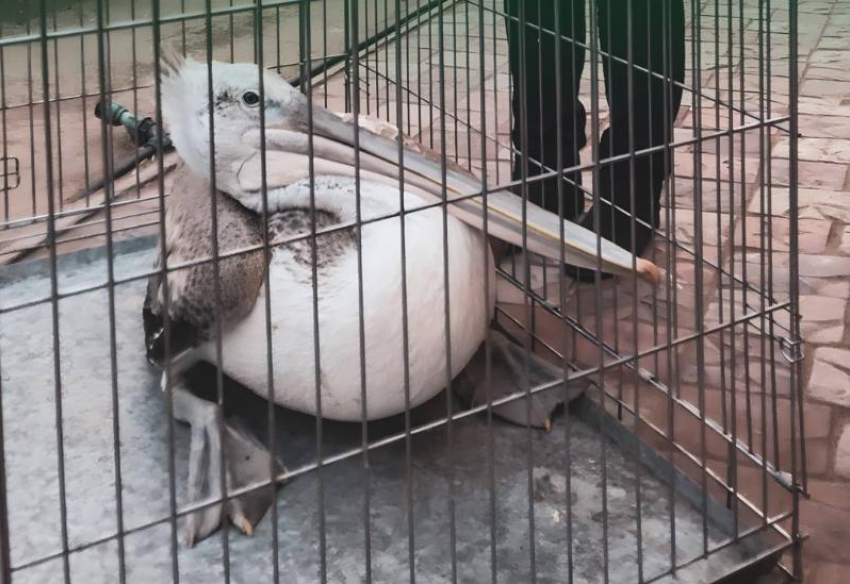Под Астраханью спасли краснокнижного кудрявого пеликана