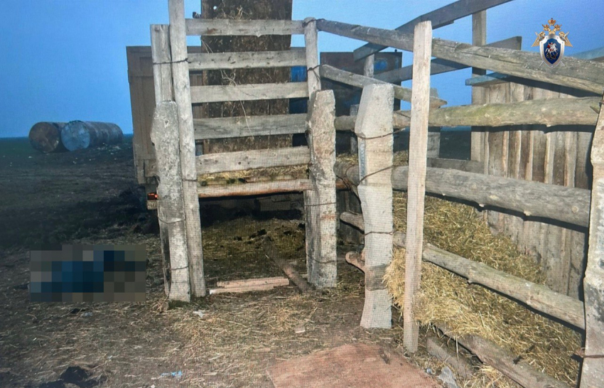 В Астраханской области при разгрузке крупного скота погиб мужчина