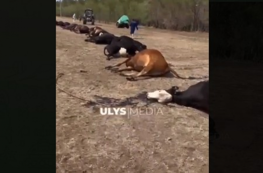 Из-за качества видео в местечке под Астраханью заговорили о гибели скота 