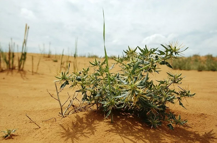 В Астраханской области растет растение для колючего меда и изгнанник нечистой силы