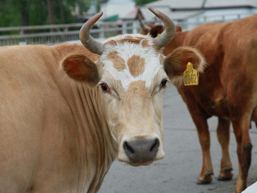 В Астраханской области ужесточили наказание за безнадзорно пасущийся скот
