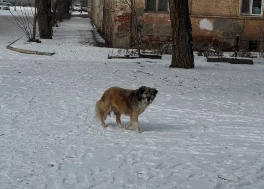 Суд отклонил жалобы астраханских защитников на эвтаназию бродячих собак