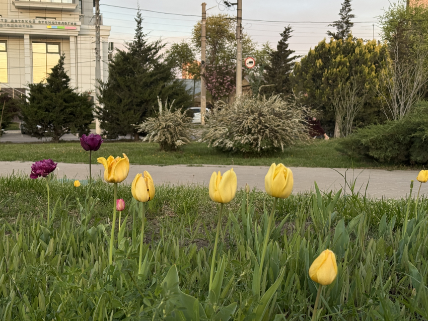 В Астраханской области ищут рабочих зеленого хозяйства